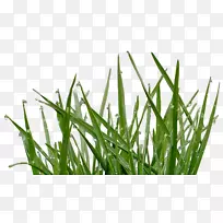 香根草水甜草麦草湿气草-空若网 香根草水甜草麦草湿气草-空若网