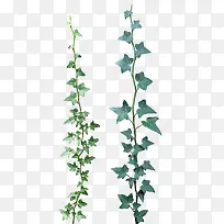 绿色可爱树叶照片-空若网 绿色可爱树叶照片-空若网