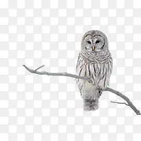 猫头鹰动物-空若网 猫头鹰动物-空若网