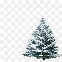 Ê÷-¿ÕÈôÍø Ê÷-¿ÕÈôÍø