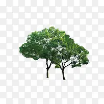 ֲ�� �� ɭ�� ��Ҷ-������