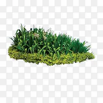 植物 树 森林 树叶-空若网 植物 树 森林 树叶-空若网