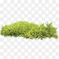 植物 树 森林 树叶-空若网 植物 树 森林 树叶-空若网