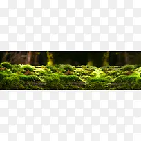 ɭ�ֱ���-������