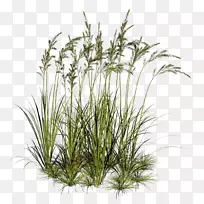 草本植物剪贴画-草-空若网 草本植物剪贴画-草-空若网