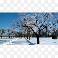 ������Ӱ����ɭ��-������