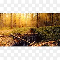 Ψ������ɭ����Ӱͼ-������