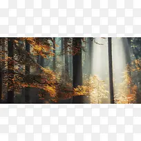 ɭ�ֱ���-������