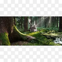 森林背景-空若网 森林背景-空若网