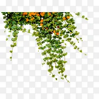 装饰花藤-空若网 装饰花藤-空若网