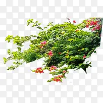 花朵美景挂藤创意-空若网 花朵美景挂藤创意-空若网