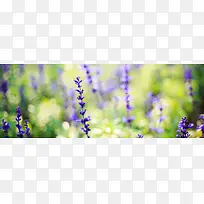 胸衣草-空若网 胸衣草-空若网