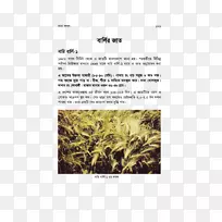 草、植物、有机体、商品、大麦-空若网 草、植物、有机体、商品、大麦-空若网