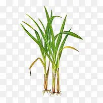 ���ʲ���é��-������