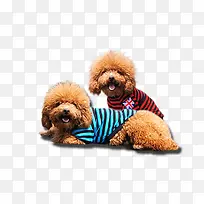 泰迪-空若网 泰迪-空若网