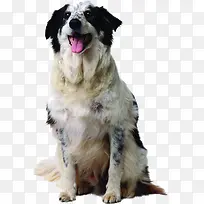 时尚宠物狗狗动物-空若网 时尚宠物狗狗动物-空若网