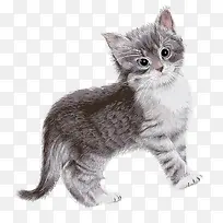 水彩手绘猫咪-空若网 水彩手绘猫咪-空若网