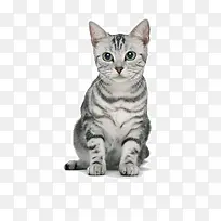 产品实物猫咪-空若网 产品实物猫咪-空若网