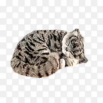 睡着的可爱猫-空若网 睡着的可爱猫-空若网