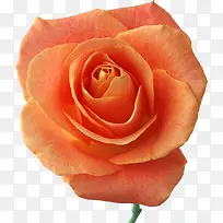 橙色绽放花朵-空若网 橙色绽放花朵-空若网