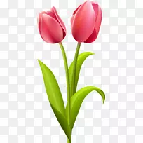 郁金香花束夹艺术-郁金香-空若网 郁金香花束夹艺术-郁金香-空若网