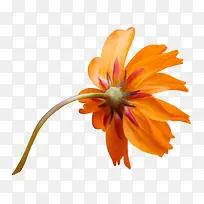 一朵橙色花朵-空若网 一朵橙色花朵-空若网