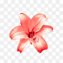 ��ɫ�Ļ�-������