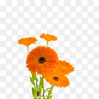 橙色鲜花-空若网 橙色鲜花-空若网