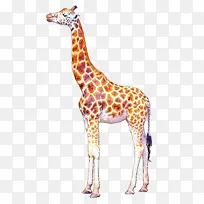 长颈鹿-空若网 长颈鹿-空若网