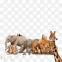 各种动物-空若网 各种动物-空若网