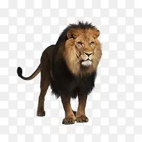 狮子动物-空若网 狮子动物-空若网
