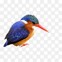 С�� ���� ����-������