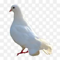和平鸽白色鸟-空若网 和平鸽白色鸟-空若网