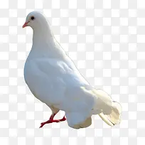 和平鸽白色鸽子-空若网 和平鸽白色鸽子-空若网
