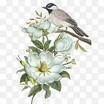 白色花朵与小鸟-空若网 白色花朵与小鸟-空若网