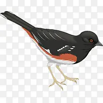 卡通-空若网 卡通-空若网