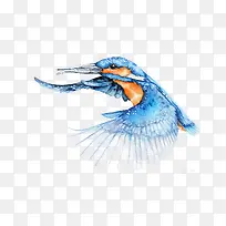 手绘鸟-空若网 手绘鸟-空若网