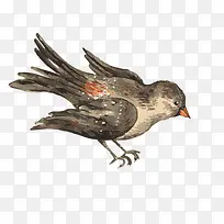 鸟,动物-空若网 鸟,动物-空若网