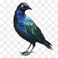 ��ɫ����-������