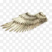 翅膀-空若网 翅膀-空若网