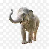 非洲象-空若网 非洲象-空若网
