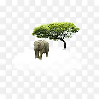 大自然动物-空若网 大自然动物-空若网