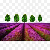 狭叶薰衣草-空若网 狭叶薰衣草-空若网