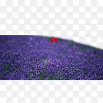 ×Ïɫ޹Ò²Ý-¿ÕÈôÍø ×Ïɫ޹Ò²Ý-¿ÕÈôÍø