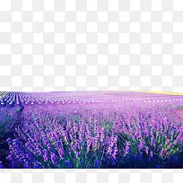 薰衣草花海背景素材-空若网 薰衣草花海背景素材-空若网
