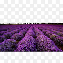 紫色唯美薰衣草花海素材-空若网 紫色唯美薰衣草花海素材-空若网