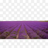 ޹�²ݻ���Ψ������-������