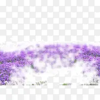 紫色浪漫薰衣草花海-空若网 紫色浪漫薰衣草花海-空若网