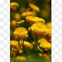 黄色花海摄影特写-空若网 黄色花海摄影特写-空若网