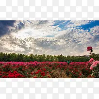 唯美红色花海摄影图-空若网 唯美红色花海摄影图-空若网